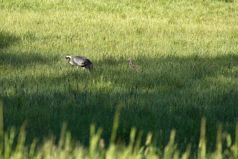 Crane family on a meadow by Martin Köbsch