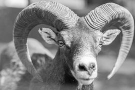 Mouflon of Fasano