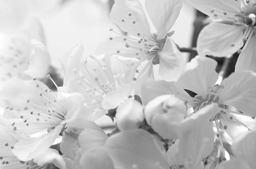 Bloemen High Key van Tanja de Boer