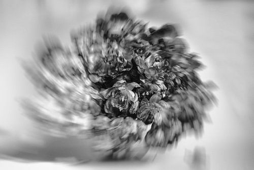 BW Rotating Tulips