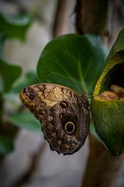 Butterfly by Arjen Dijk