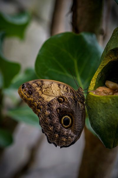 Butterfly by Arjen Dijk