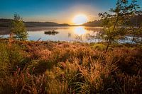 Zonsopkomst op de heide