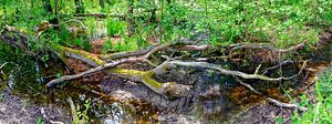 Urwald bei Zingst