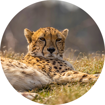 Jachtluipaard, Cheeta. Acinonyx jubatus van Gert Hilbink