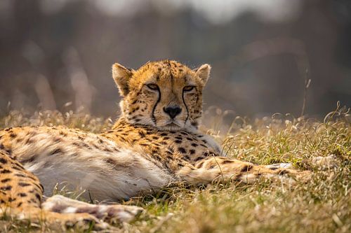 Jachtluipaard, Cheeta. Acinonyx jubatus