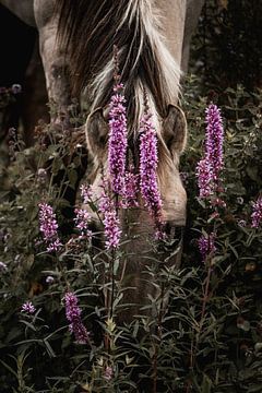 Paard in Paarse Bloei Verborgen in de Stilte van het Veld van Femke Ketelaar