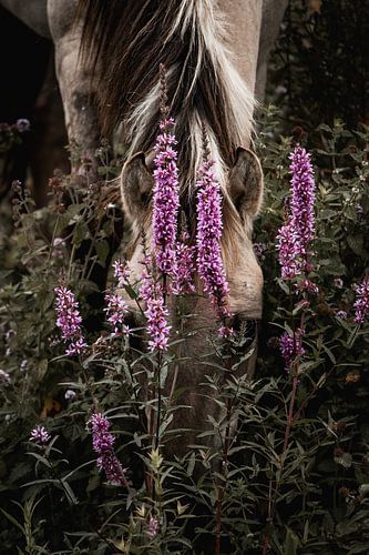 Paard in Paarse Bloei Verborgen in de Stilte van het Veld