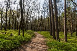 Waldweg auf der Veluwe von Merijn Loch