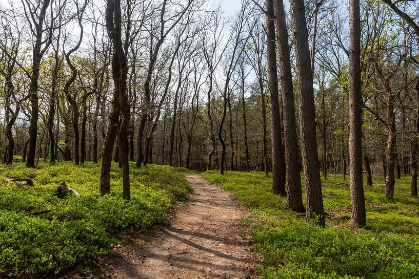 Bospad op de Veluwe van Merijn Loch