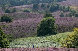 Heather blooming sur Luuk van der Lee