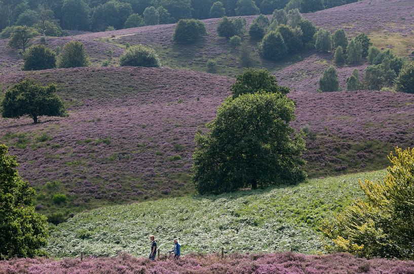 Heide in bloei op de Posbank. van Luuk van der Lee