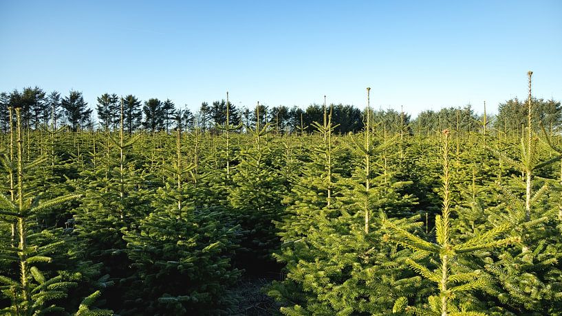 Kerstboomplantage van Bo Valentino
