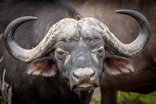 Kaffir buffalo with Ox-pecker on its head.