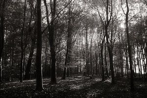forêt 28