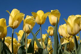 Yellow tulips on a blue sky by Maurice de vries