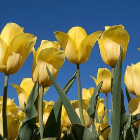 Gele tulpen van onderaf gefotografeerd, waardoor je een mooie contrastrijke foto krijgt op een blauw van Maurice de vries