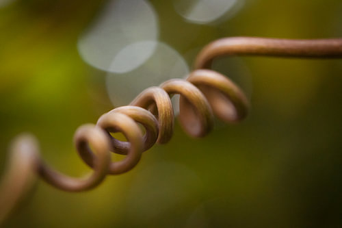 Close-up Macro Natuur met Bokeh