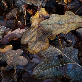 Einde van de herfst, verval in het bos van Jan van der Vlies