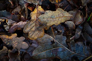 Ende des Herbstes, Verfall im Wald von Jan van der Vlies