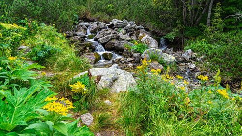 Wandelen langs een riviertje in Retezat Nationaal Park in Roemenië