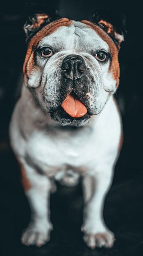 Chien