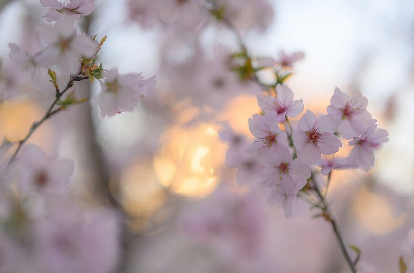 fleurs partie 83 par Tania Perneel