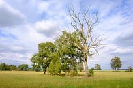 Trees in the field by Johan Vanbockryck thumbnail