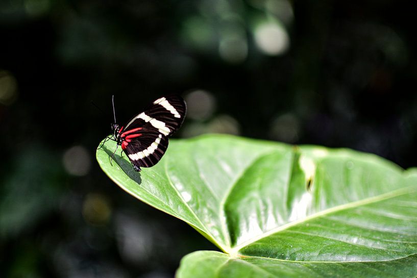 Schmetterling von Nadine Rall