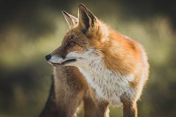 Fox in Amsterdam dunes by Fenne Hulshof