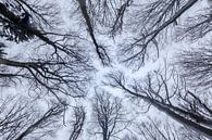 Winterwald von Dirk Rüter Miniaturansicht