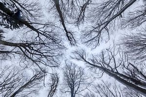 Forêt d'hiver