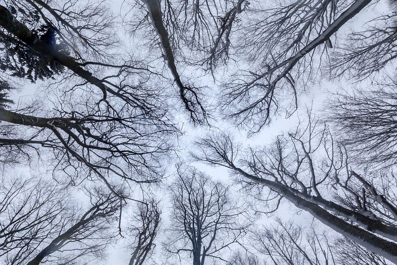 Winterwald von Dirk Rüter
