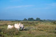 Koeien grazen in de duinen in de ochtend van Sjoerd van der Wal Fotografie thumbnail