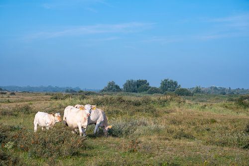 Koeien grazen in de duinen in de ochtend