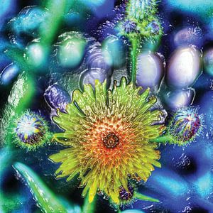 Yellow thistle flower in blue violet water background