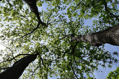 A deciduous forest in summer