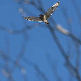 Feldohreule von Marco Geel