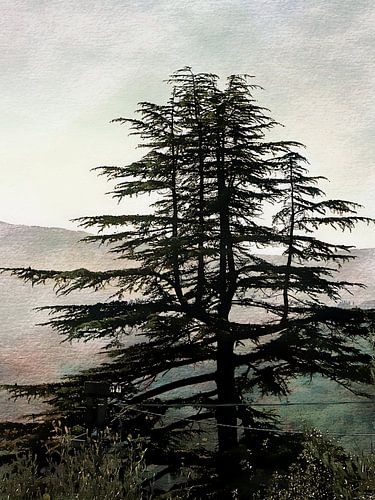 Majestueuze pijnboom bij zonsondergang