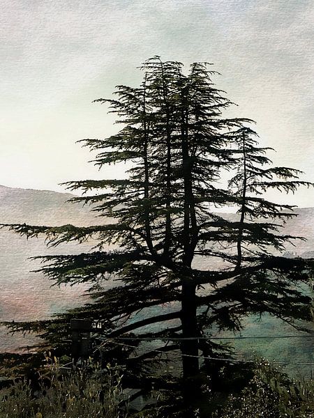 Majestic Pine Tree At Dusk by Dorothy Berry-Lound