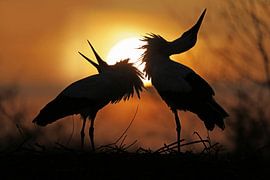 S U N . S A L U T A T I O N by Thomas Herzog