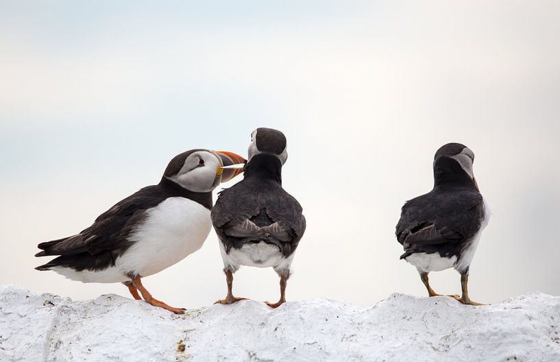 Gossip in Puffin Town van Claudia van Zanten