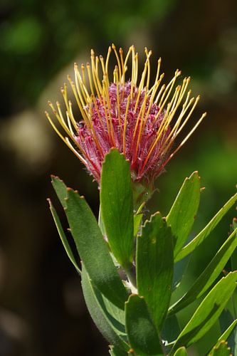 PINCUSHION-PROTEA