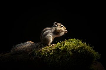 Sibirisches Erdhörnchen von Elles Rijsdijk