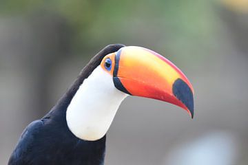 Reuzentoekan (Ramphastos toco) van Rini Kools