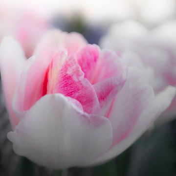 Rose tulip by Freddy Hoevers