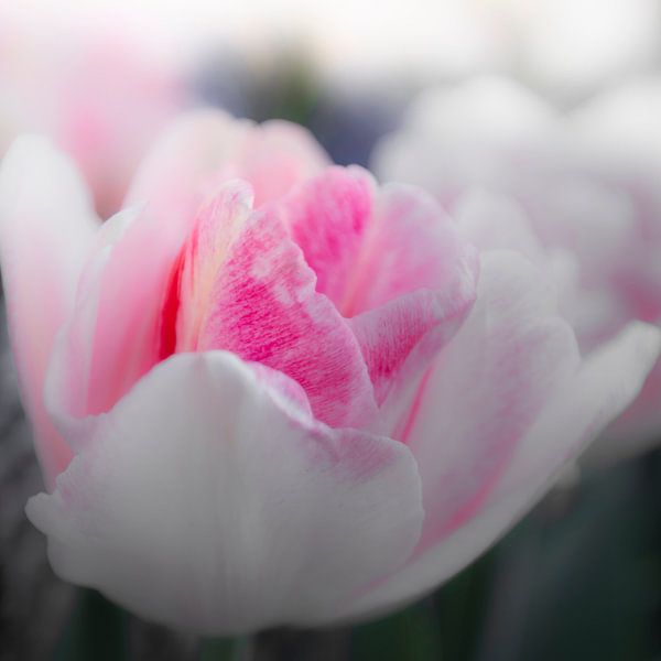 Tulipe de rose par Freddy Hoevers