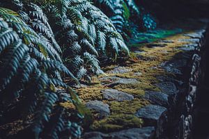 Muurtje met mos en varen in botanische tuin op Madeira
