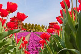 Tulips in a suburban setting by Brian Morgan