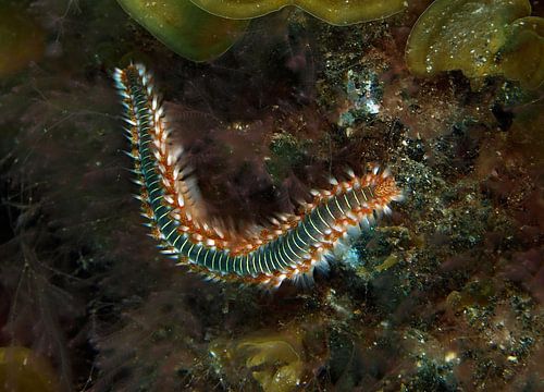 Fireworm on rock, Atlantic Ocean
